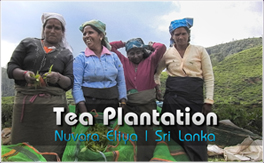 Sri Lanka Tea Plantation Nuvara Eliya